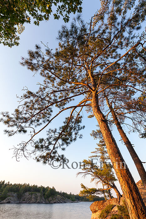 French River Red Pine