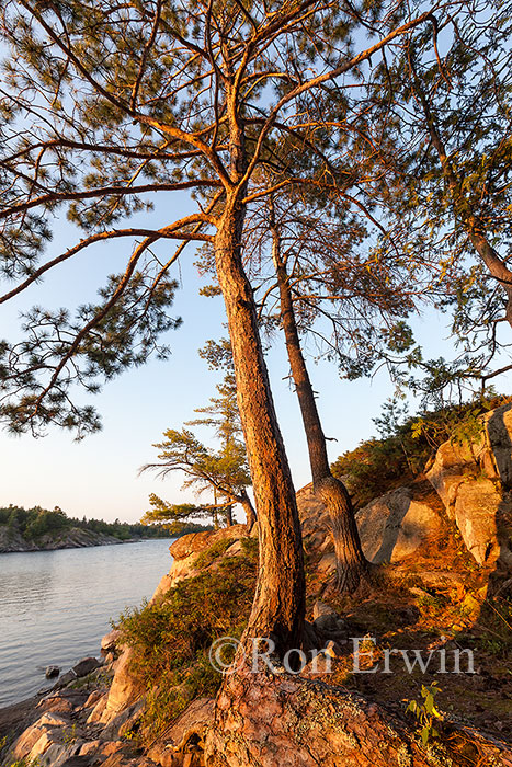 French River Red Pine