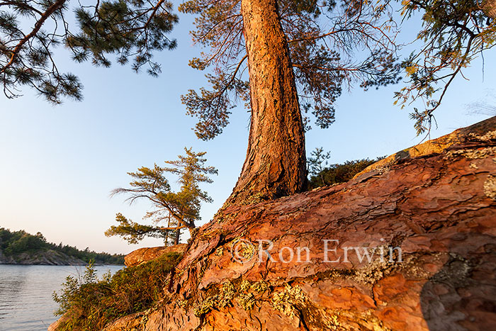 French River Red Pine