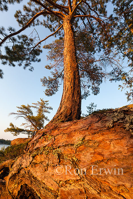 French River Red Pine