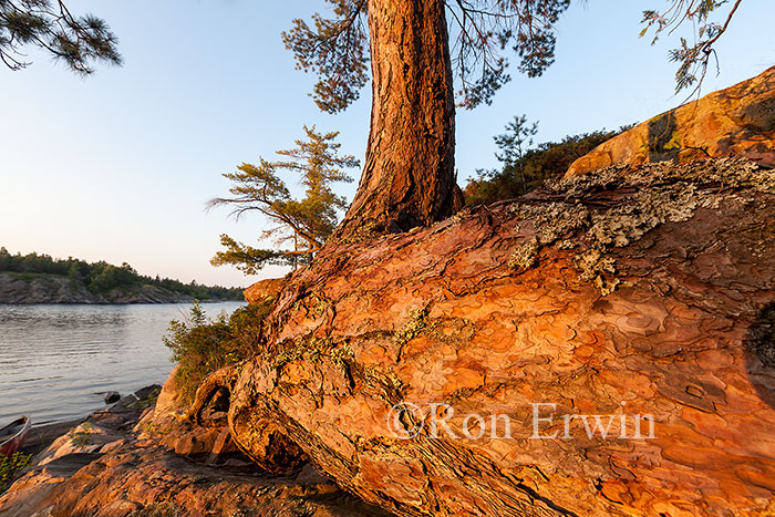 French River Red Pine