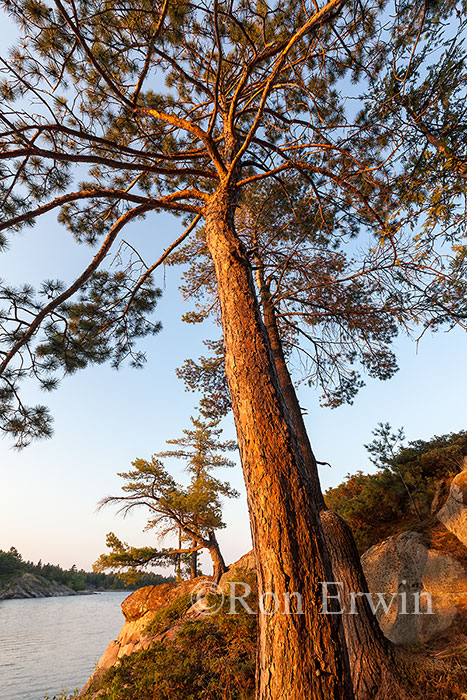 French River Red Pine