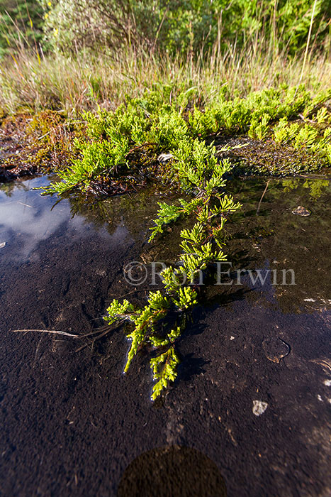 Creeping Juniper on Alvar, ON