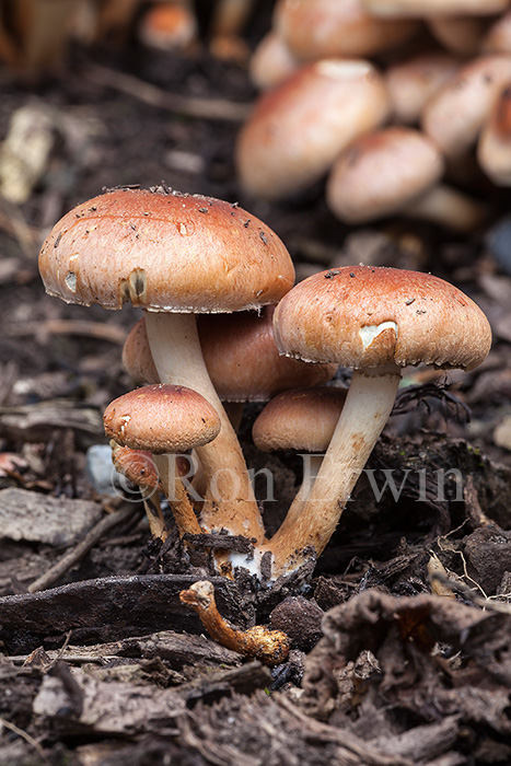 Hypholoma sublateritium