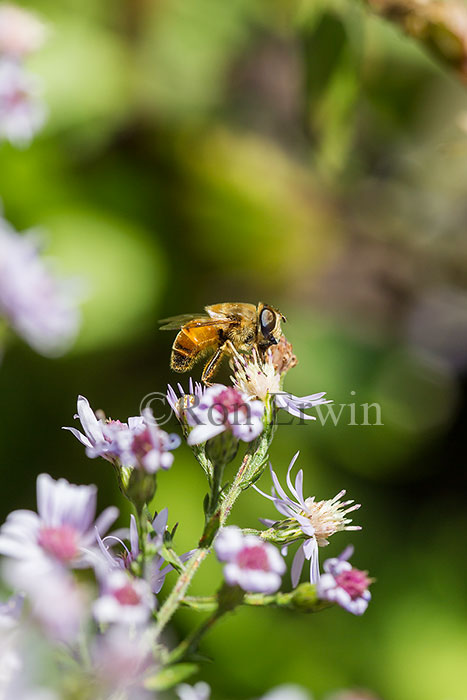 Drone Fly (Bee Mimic)