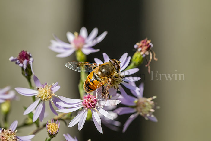 Drone Fly