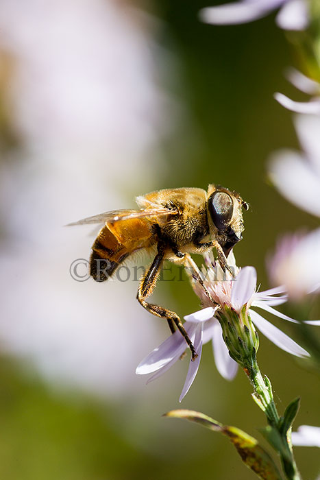 Drone Fly (Bee Mimic)