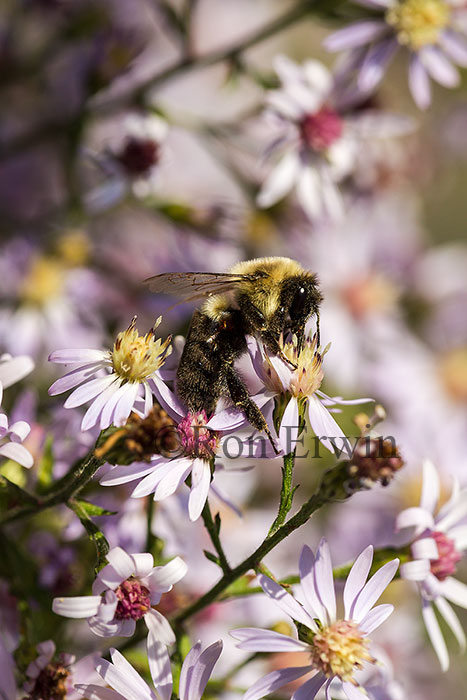 Bumblebee on Aster