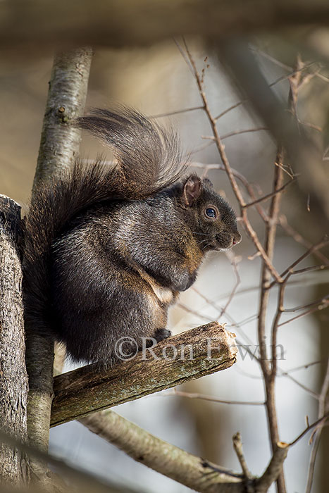 Eastern Gray Squirrel