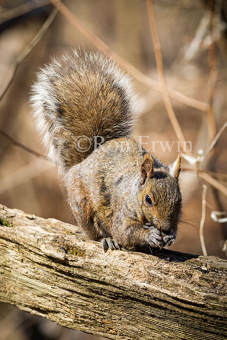 Eastern Grey Squirrel