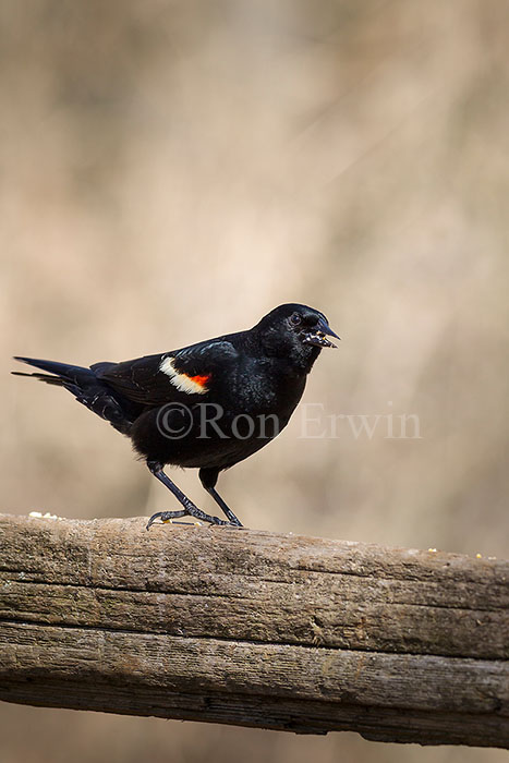 Red-winged Blackbird