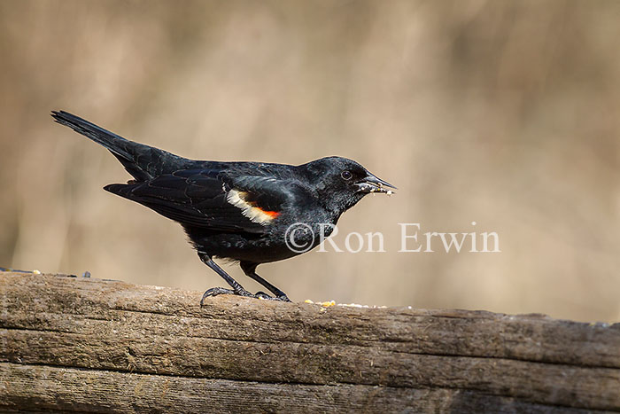 Red-winged Blackbird