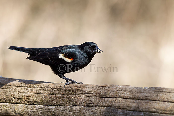 Red-winged Blackbird