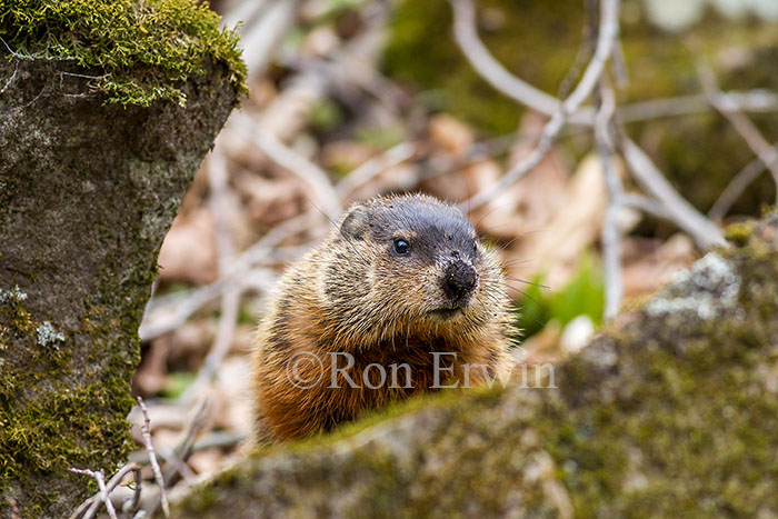 Woodchuck