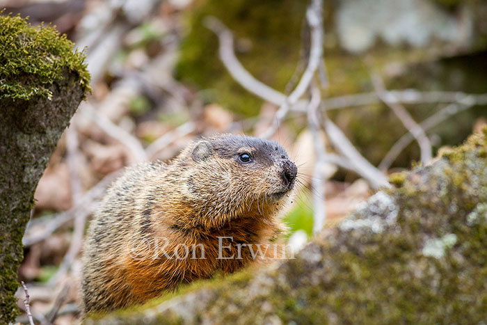Woodchuck