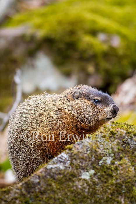 Woodchuck