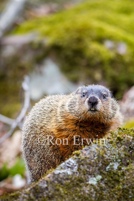 Woodchuck