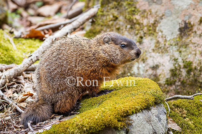 Woodchuck