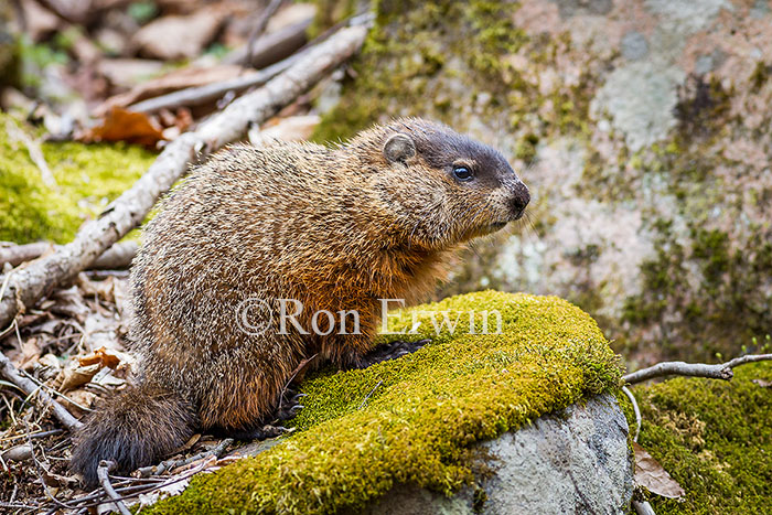 Woodchuck
