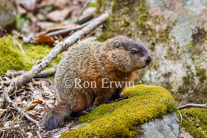 Woodchuck