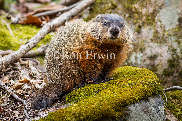 Woodchuck