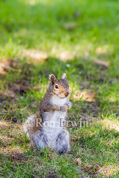 Eastern Gray Squirrel