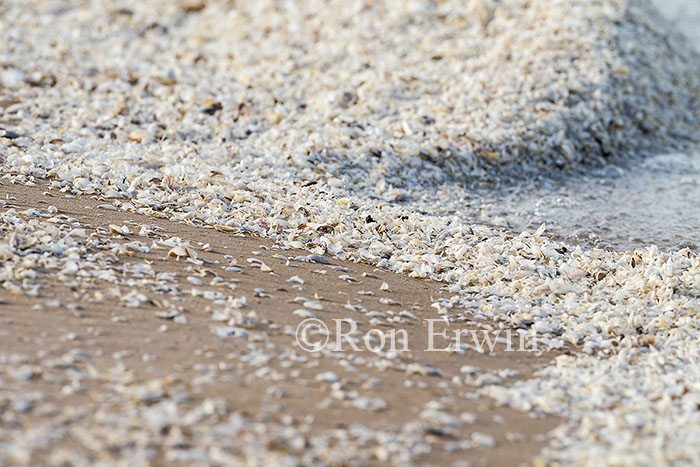 Zebra Mussel Shells