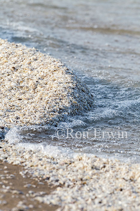 Zebra Mussel Shells