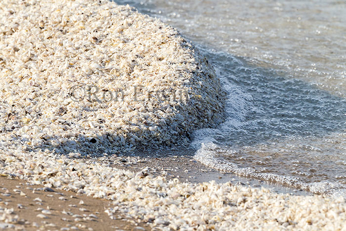 Zebra Mussel Shells
