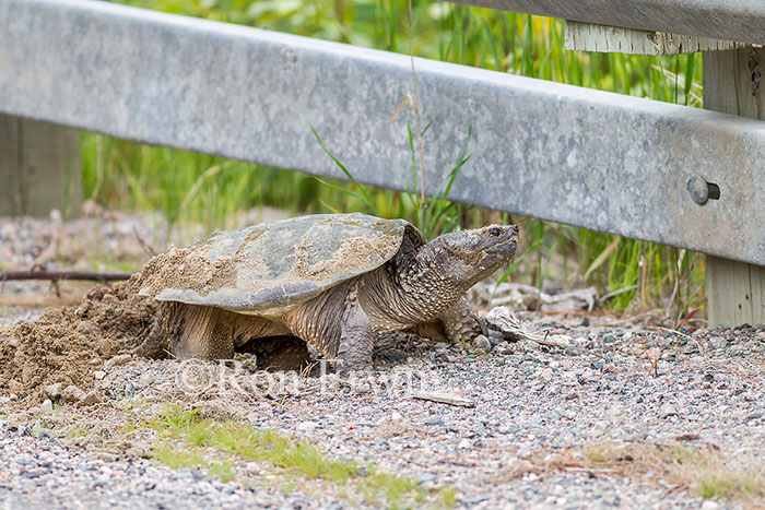 Female Snapping Turtle