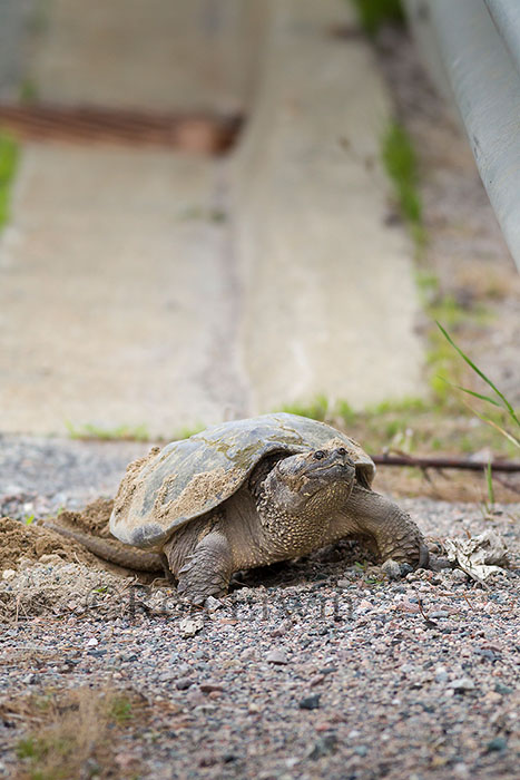 Snapping Turtle