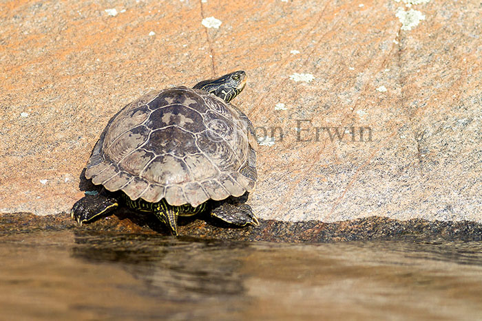 Northern Map Turtle