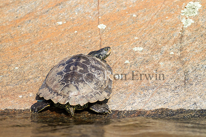 Northern Map Turtle
