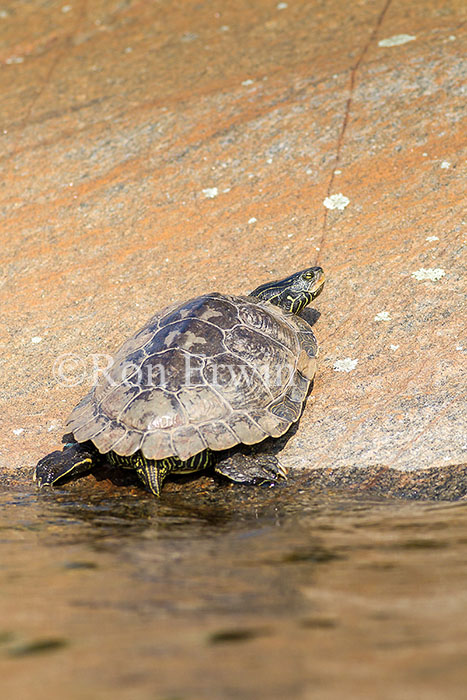 Northern Map Turtle