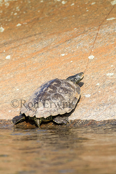 Northern Map Turtle