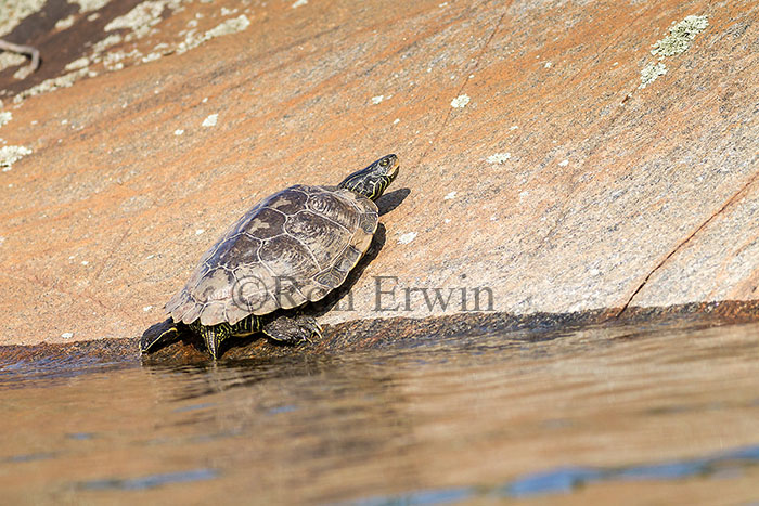 Northern Map Turtle