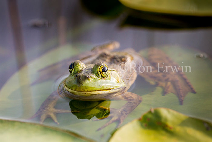 Bullfrog