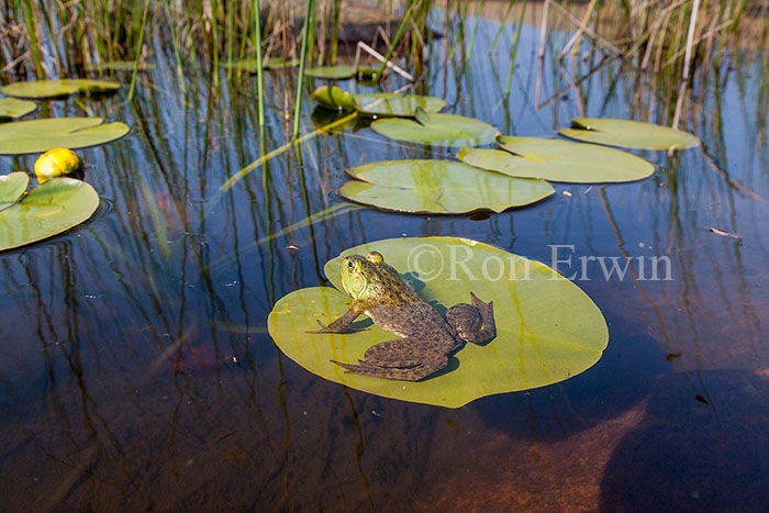 Bullfrog