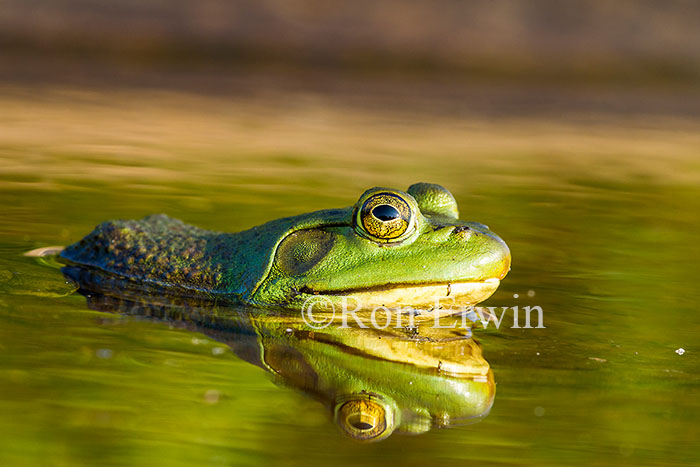 Bullfrog