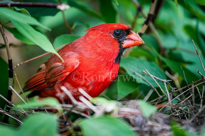 Northern Cardinals at Nest