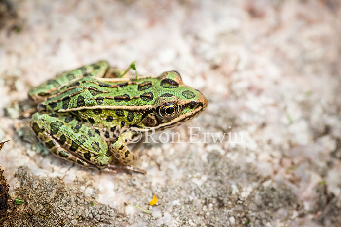 Northern Leopard Frog