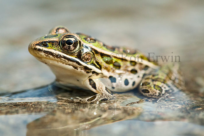 Northern Leopard Frog