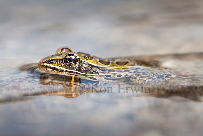 Northern Leopard Frog