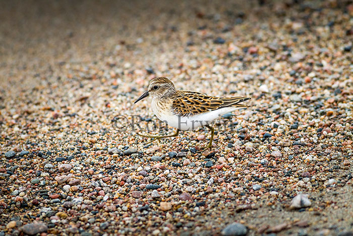Least Sandpiper Juvenile