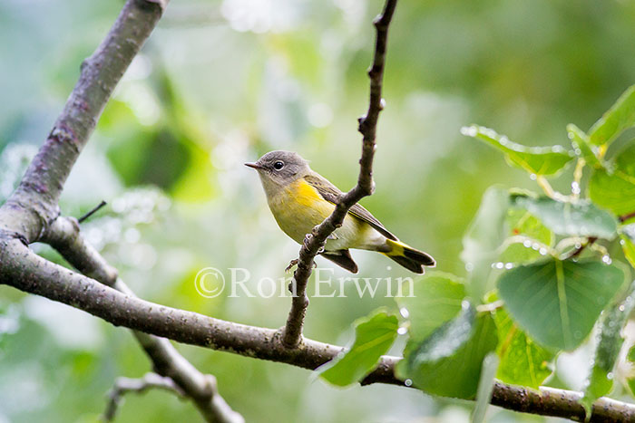 American Redstart