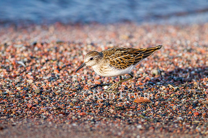 Least Sandpiper Juvenile