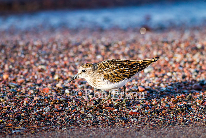 Least Sandpiper Juvenile