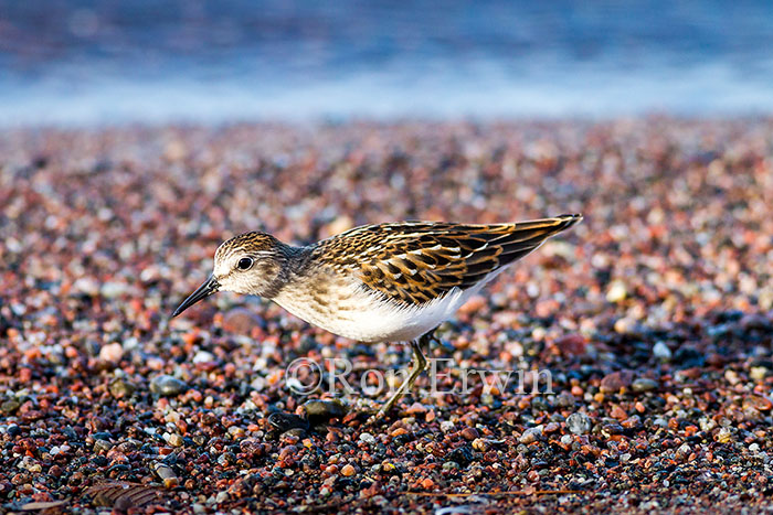 Least Sandpiper Juvenile