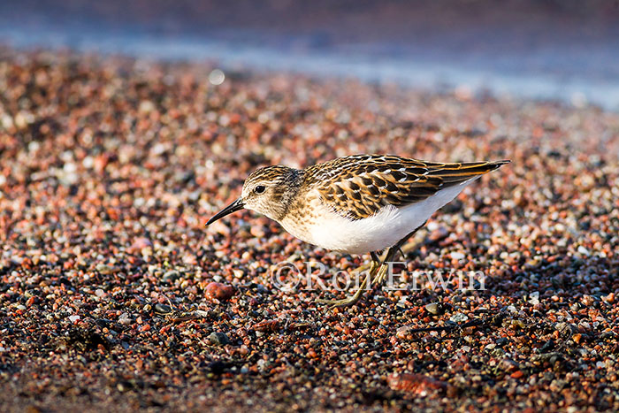 Least Sandpiper Juvenile