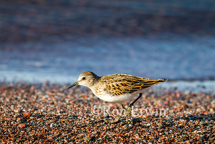 Least Sandpiper Juvenile